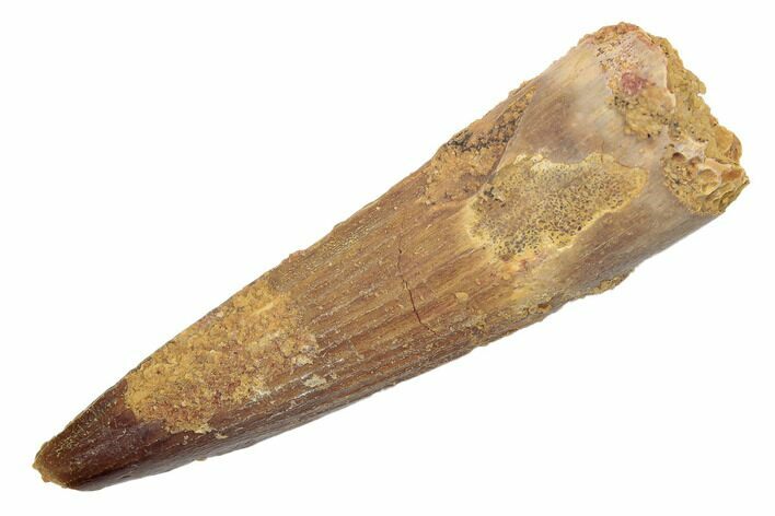 Spinosaurus Tooth - Real Dinosaur Tooth #189229